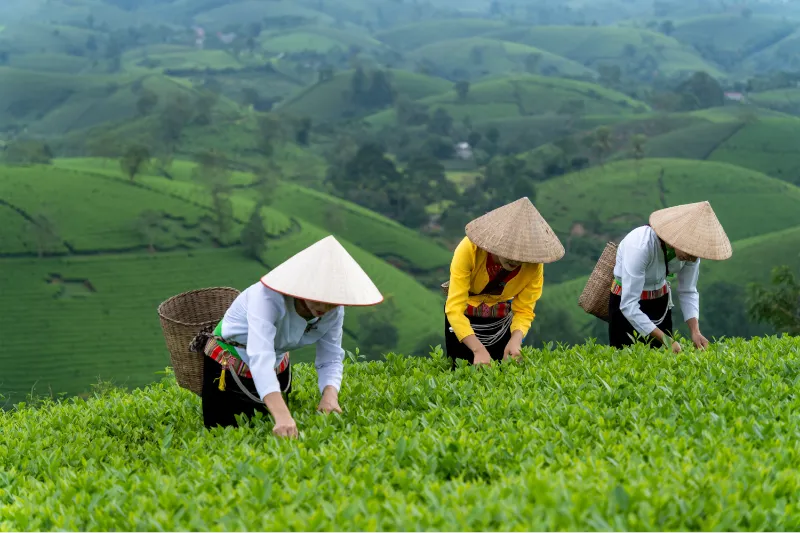 Zber vrchných jemných lístkov