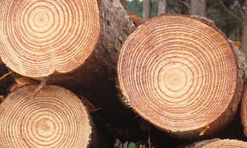 Borovicové drevo