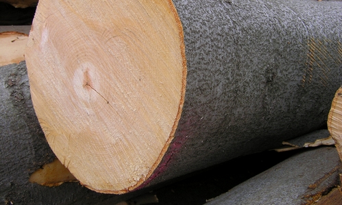 Bukové drevo