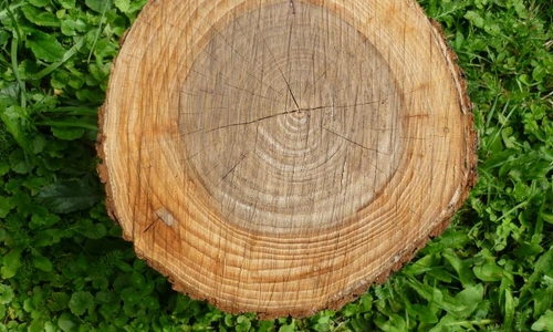 Brestové drevo/Jílmové