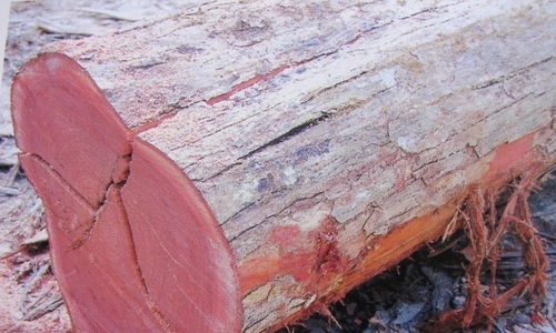 Mahagónové drevo