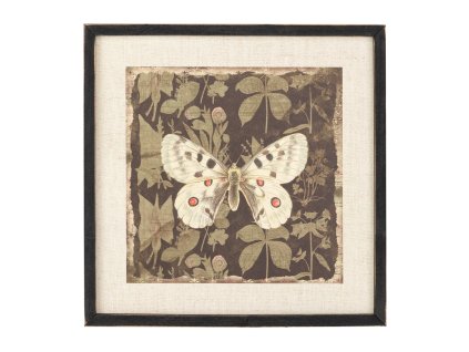 Stylový obraz Butterfly II 39x39cm čtvercový