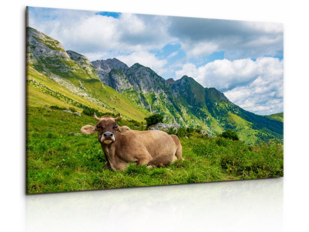 Obraz Alpská kráva (Velikost 150x100 cm)
