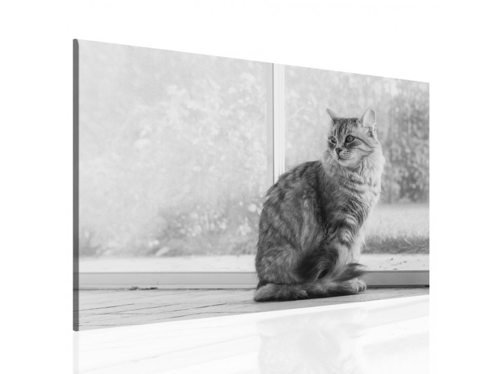 Obraz na plátně - kočka (Velikost 60x40 cm)