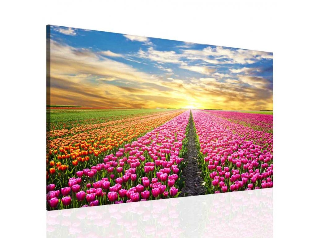 Obraz na stěnu - barevné tulipány (Velikost 60x40 cm)