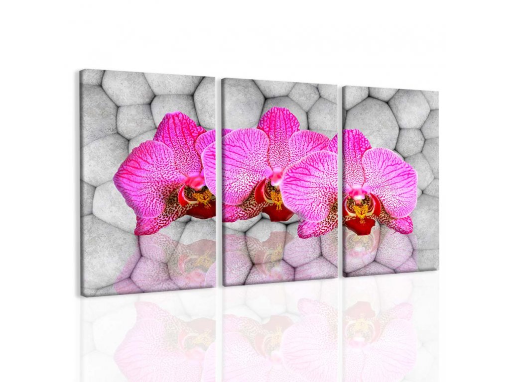 Obraz orchideje na kamenech (Velikost 120x60 cm)
