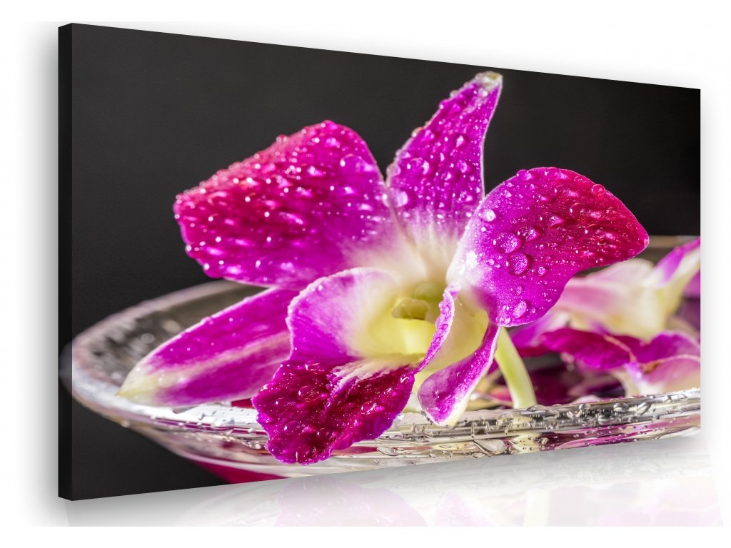Obraz - orchidej fialová (Velikost 60x40 cm)