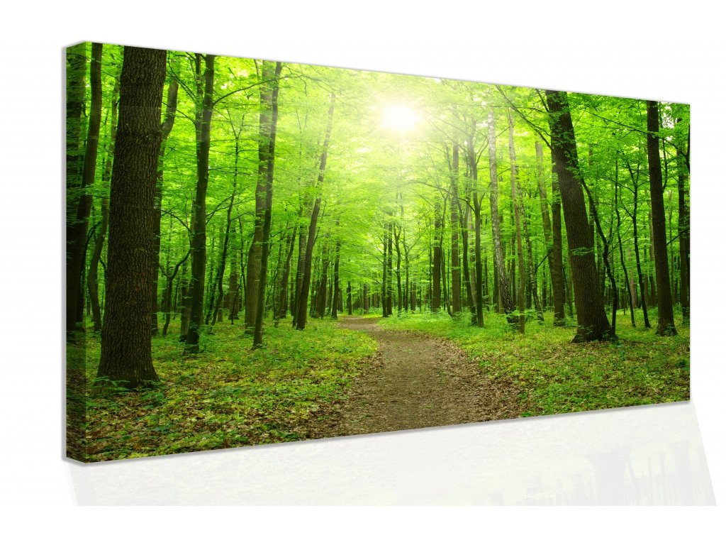Obraz - procházka po lese (Velikost 60x40 cm)