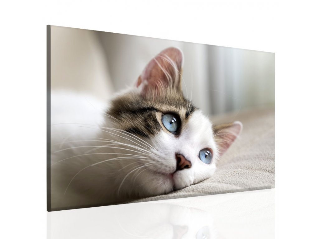 Obraz roztomilá kočka (Velikost 60x40 cm)