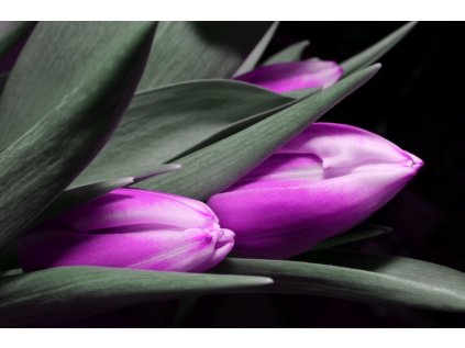 Obraz - fialové tulipány (Velikost (šířka x výška) 90x60 cm)