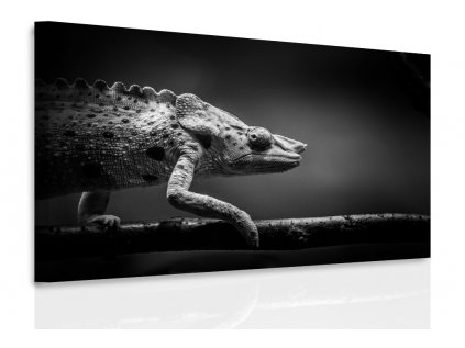 Obraz - chameleon (Velikost 60x40 cm)