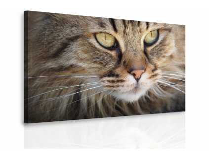 Obraz - Kočičí oči (Velikost 60x40 cm)