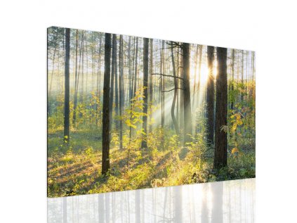 Obraz lesní pohádka (Velikost 60x40 cm)