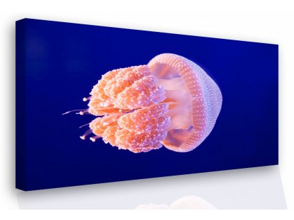 Obraz - medúza (Velikost 60x40 cm)
