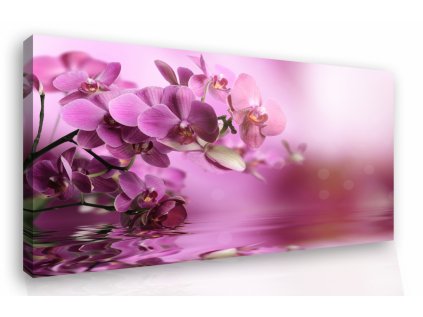 Obraz na zeď - orchidej (Velikost 60x40 cm)