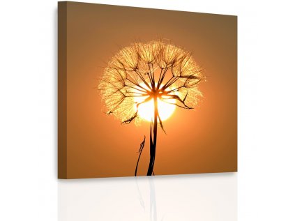 Obraz - Pampeliška při západu slunce (Velikost 80x80 cm)