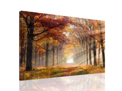 Obraz prosluněná cesta (Velikost 60x40 cm)