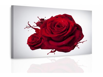 Obraz - Růže (Velikost 60x40 cm)