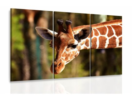 Obraz - Žirafa (Velikost 150x100 cm)