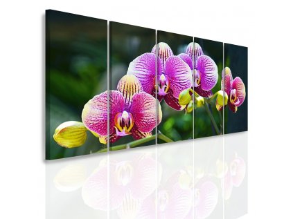 Vícedílný obraz - Divoká orchidej (Velikost 150x70 cm)