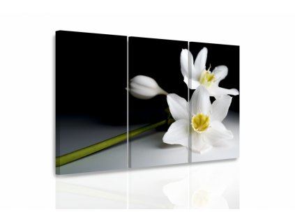Vícedílný obraz - Orchidej ve tmě (Velikost 90x60 cm)
