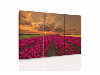 Vícedílný obraz - Záplava tulipánů (Velikost (šířka x výška) 90x60 cm)