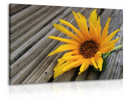 Obraz slunečnice - dřevo (Velikost (šířka x výška) 90x60 cm)