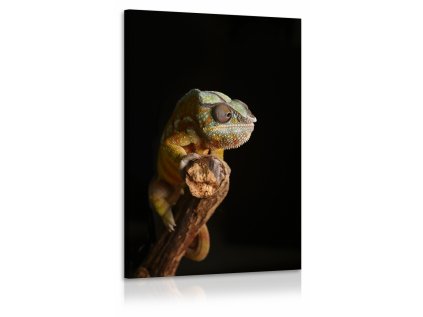 Obraz chameleon II. (Velikost (šířka x výška) 80x120 cm)
