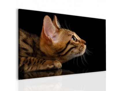 Obraz kočičí pohled (Velikost (šířka x výška) 90x60 cm)