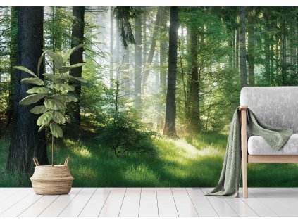 Les v mlžnem oparu shutterstock 573686731 interier