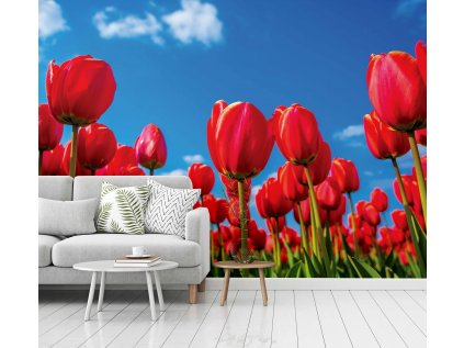 Tapeta čevené tulipány interior