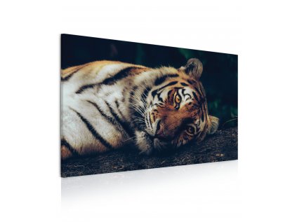 8080800048 Obraz Tygr v džungli 3D
