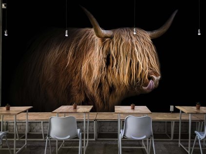 Highland Cattle shutterstock 1825585037 interier