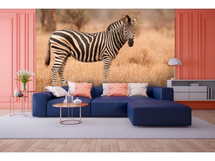 Zebra II shutterstock 1149689693 interier