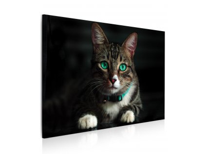 8080800066 Obraz Kočka se zelenýma očima 3D