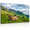 Obraz Alpská kráva (Velikost 150x100 cm)