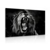 Obraz černobílý královský lev (Velikost 60x40 cm)
