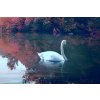 Obraz labuť (Velikost 150x100 cm)