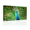 Obraz - Páv (Velikost 60x40 cm)