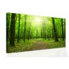 Obraz - procházka po lese (Velikost 60x40 cm)