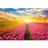 Obraz ráj tulipánů (Velikost 150x100 cm)