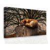 Obraz - Spící liška (Velikost 60x40 cm)