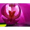 Vícedílný obraz - Orchidej při svíčkách (Velikost 120x80 cm)