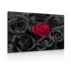 Obraz Černé růže s kapkami vody (Velikost 60x40 cm)