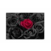 Obraz Černé růže s kapkami vody (Velikost 60x40 cm)