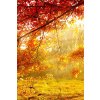 Obraz podzimní záře (Velikost (šířka x výška) 90x60 cm)