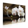 40404154 motyli orchidej nad hladinou