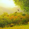 strom ve tvaru srdce shutterstock 619361375 zoom