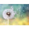 Pampeliška ve větru shutterstock 617684894