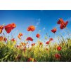Vlčí máky shutterstock 615175379